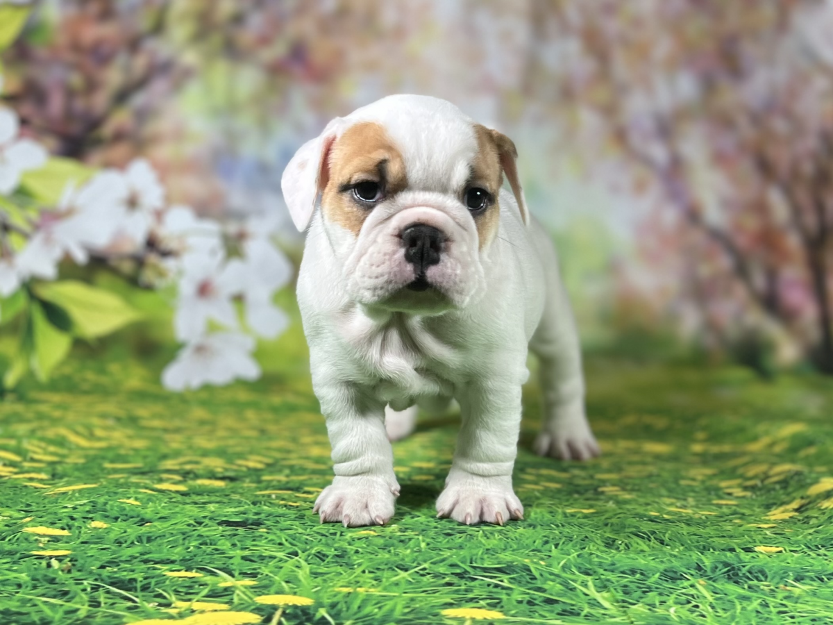 bulldog puppies wallpaper